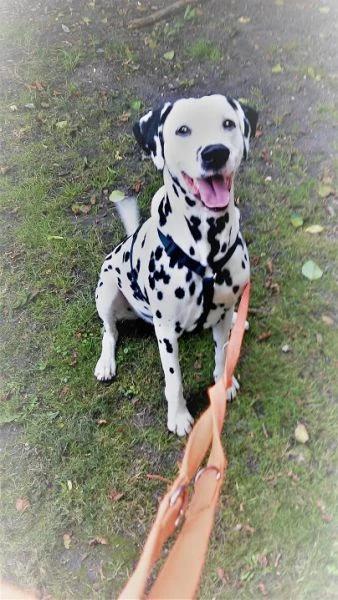 Pongo